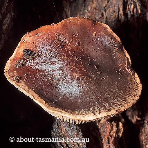 Phaeocollybia tasmanica, Tasmania, fungi