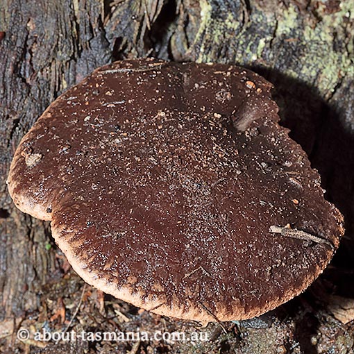 Phaeocollybia tasmanica, Tasmania, fungi