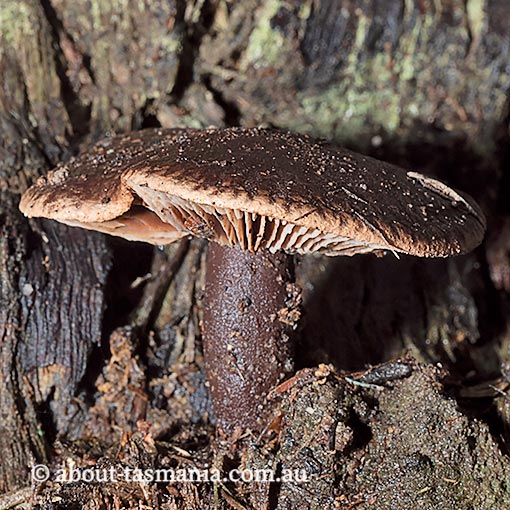 Phaeocollybia tasmanica, Tasmania, fungi