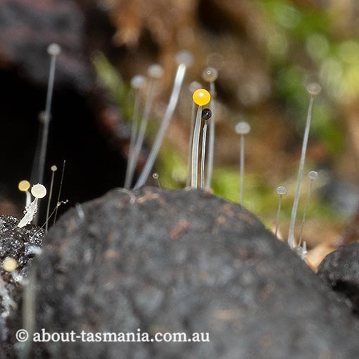 Phycomyces nitens, Zygomycetes