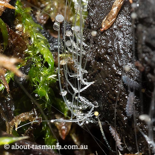 Phycomyces nitens, Zygomycetes