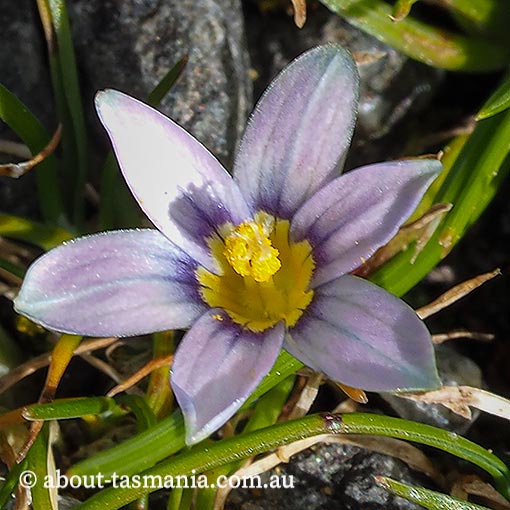 Romulea rosea, Tasmania