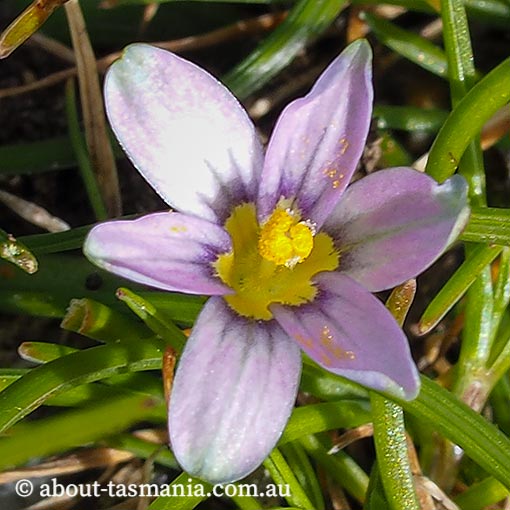 Romulea rosea, Tasmania