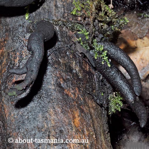 Xylaria polymorpha, Tasmania, fungi