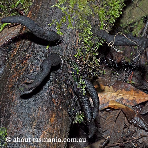 Xylaria polymorpha, Tasmania, fungi