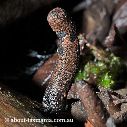Xylaria polymorpha, Tasmania, fungi