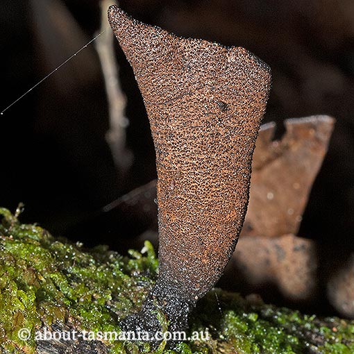 Xylaria polymorpha, Tasmania, fungi