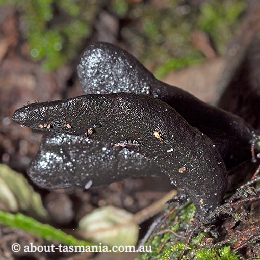 Xylaria polymorpha, Tasmania, fungi