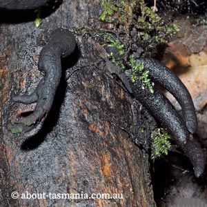 Xylaria polymorpha
