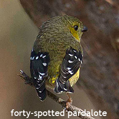 forty-spotted pardalotes Tasmania