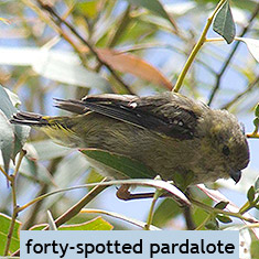 forty-spotted pardalotes Tasmania