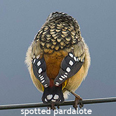 spotted pardalotes Tasmania