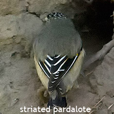striated pardalotes Tasmania