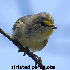striated pardalotes Tasmania