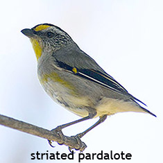 striated pardalotes Tasmania