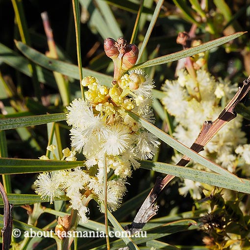 Acacia suaveolens, sweet scented wattle, Tasmania