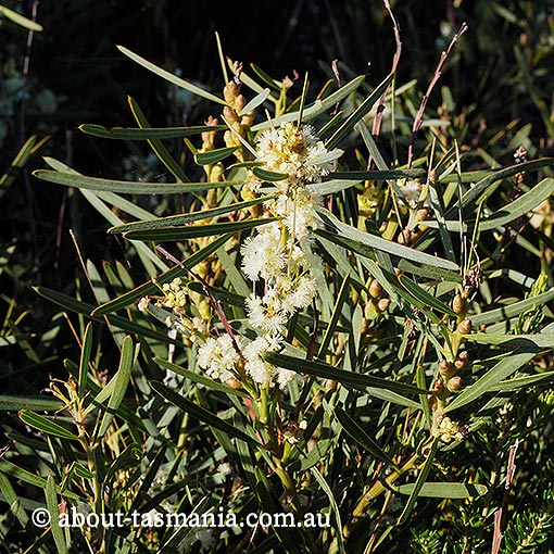 Acacia suaveolens, sweet scented wattle, Tasmania