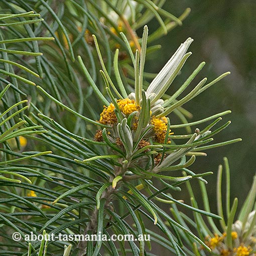 Bedfordia linearis ssp. linearis, Tasmania, endemic