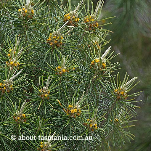 Bedfordia linearis ssp. linearis, Tasmania, endemic