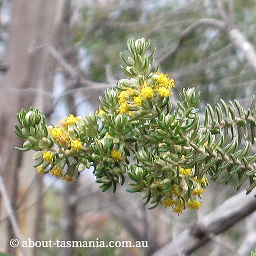 Bedfordia-linearis-ssp.-oblongifolia Bedfordia linearis ssp. oblongifolia, Tasmania, endemic