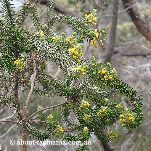 Bedfordia-linearis-ssp.-oblongifolia2 Bedfordia linearis ssp. oblongifolia, Tasmania, endemic