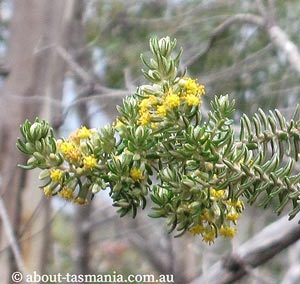 Bedfordia linearis ssp. oblongifolia