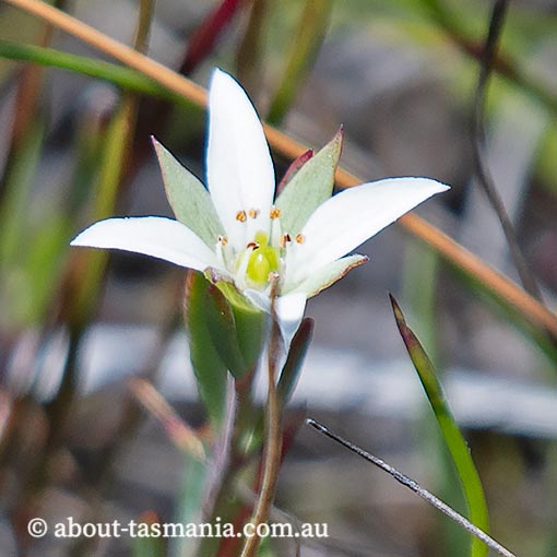Boronia parviflora, swamp boronia