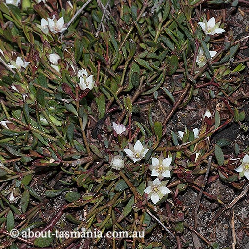 Boronia parviflora, swamp boronia, Tasmania, flora