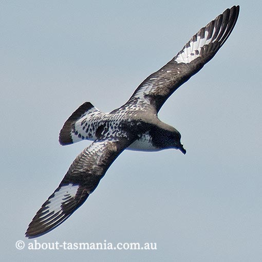 Cape petrel, Daption capense, Tasmania