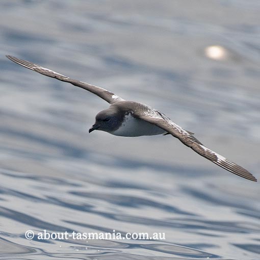 Cape petrel, Daption capense, Tasmania