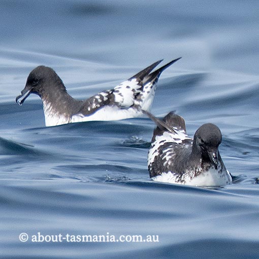 Cape petrel, Daption capense, Tasmania