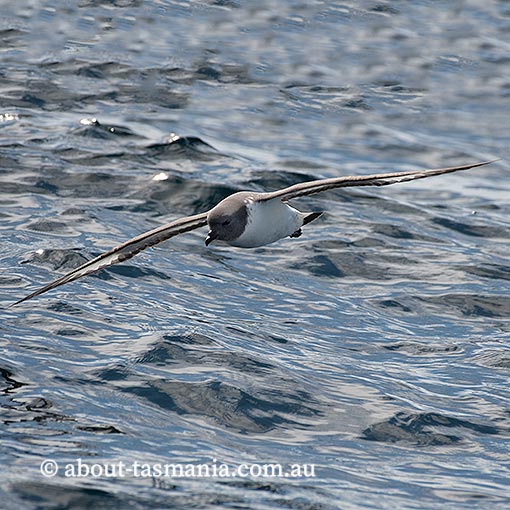 Cape petrel, Daption capense, Tasmania