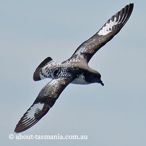 Cape petrel