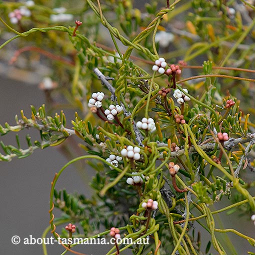 Cassytha glabella, slender dodderlaurel, Tasmania, flora