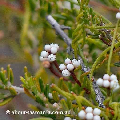 Cassytha glabella, slender dodderlaurel, Tasmania, flora