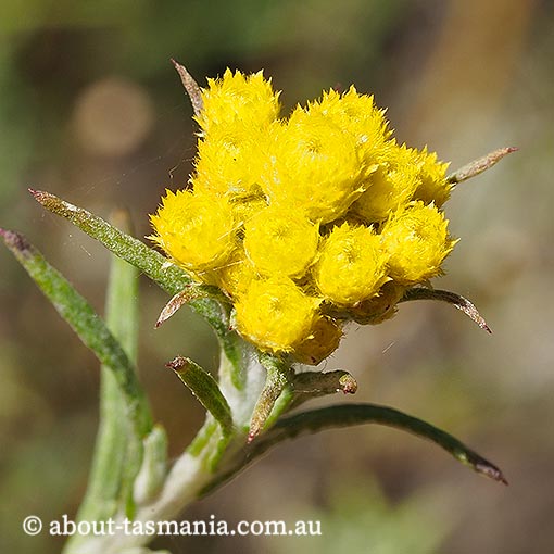 Chrysocephalum semipapposum, clustered everlasting, Tasmania