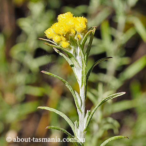 Chrysocephalum semipapposum, clustered everlasting, Tasmania