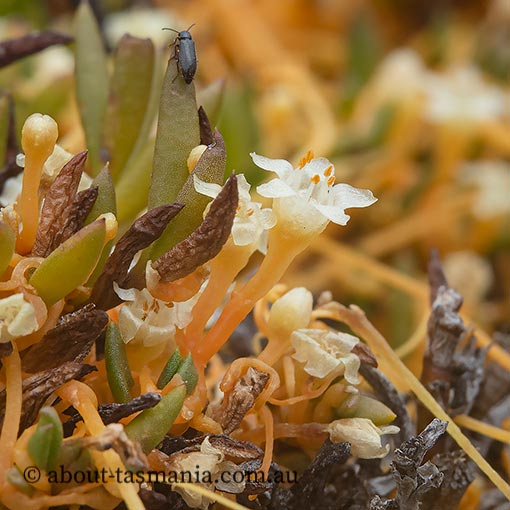 Cuscuta tasmanica, golden dodder, Tasmania