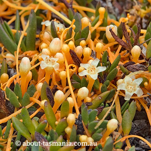 Cuscuta tasmanica, golden dodder, Tasmania
