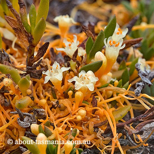 Cuscuta tasmanica, golden dodder, Tasmania