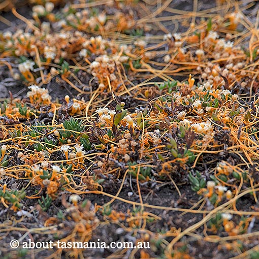 Cuscuta tasmanica, golden dodder, Tasmania
