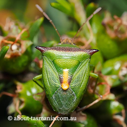 Cuspicona-stenuella Cuspicona stenuella, shield bug, Tasmania