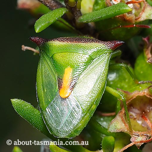 Cuspicona-stenuella2 Cuspicona stenuella, shield bug, Tasmania