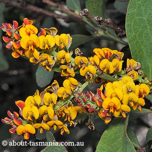 Daviesia latifolia, hop bitterpea, Tasmania