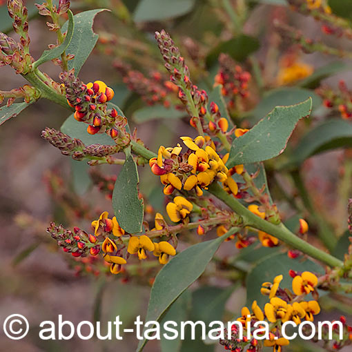 Daviesia latifolia, hop bitterpea, Tasmania