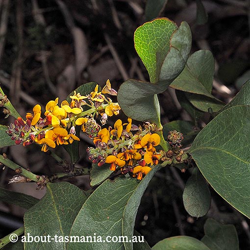 Daviesia latifolia, hop bitterpea, Tasmania
