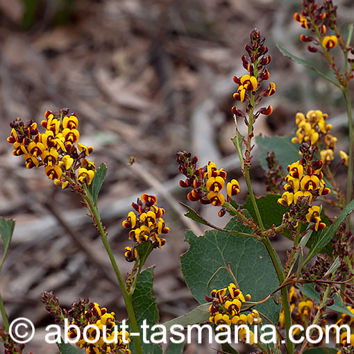Daviesia latifolia, hop bitterpea, Tasmania