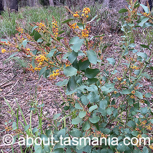 Daviesia latifolia, hop bitterpea, Tasmania