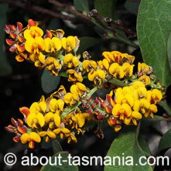 Daviesia latifolia