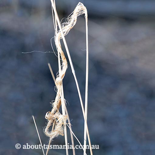 Dichelachne crinita, long-hair plume grass, Tasmania